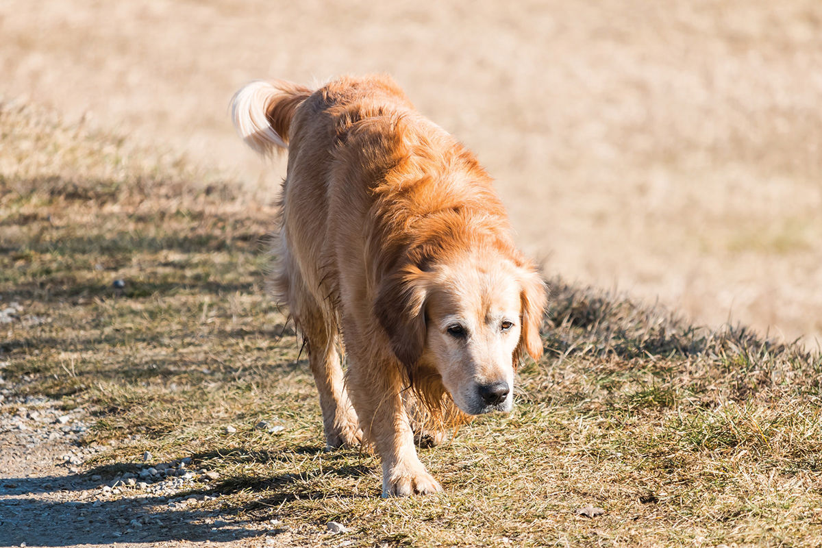 Lost dog
